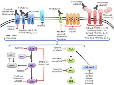 Imprecision in the Era of Precision Medicine in Non-Small Cell Lung Cancer